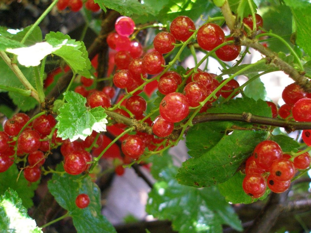 currants at Purposeful Nutrition