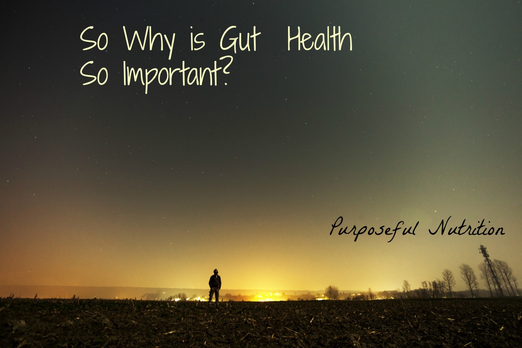 So Why is Gut Health So Important? Purposeful Nutrition